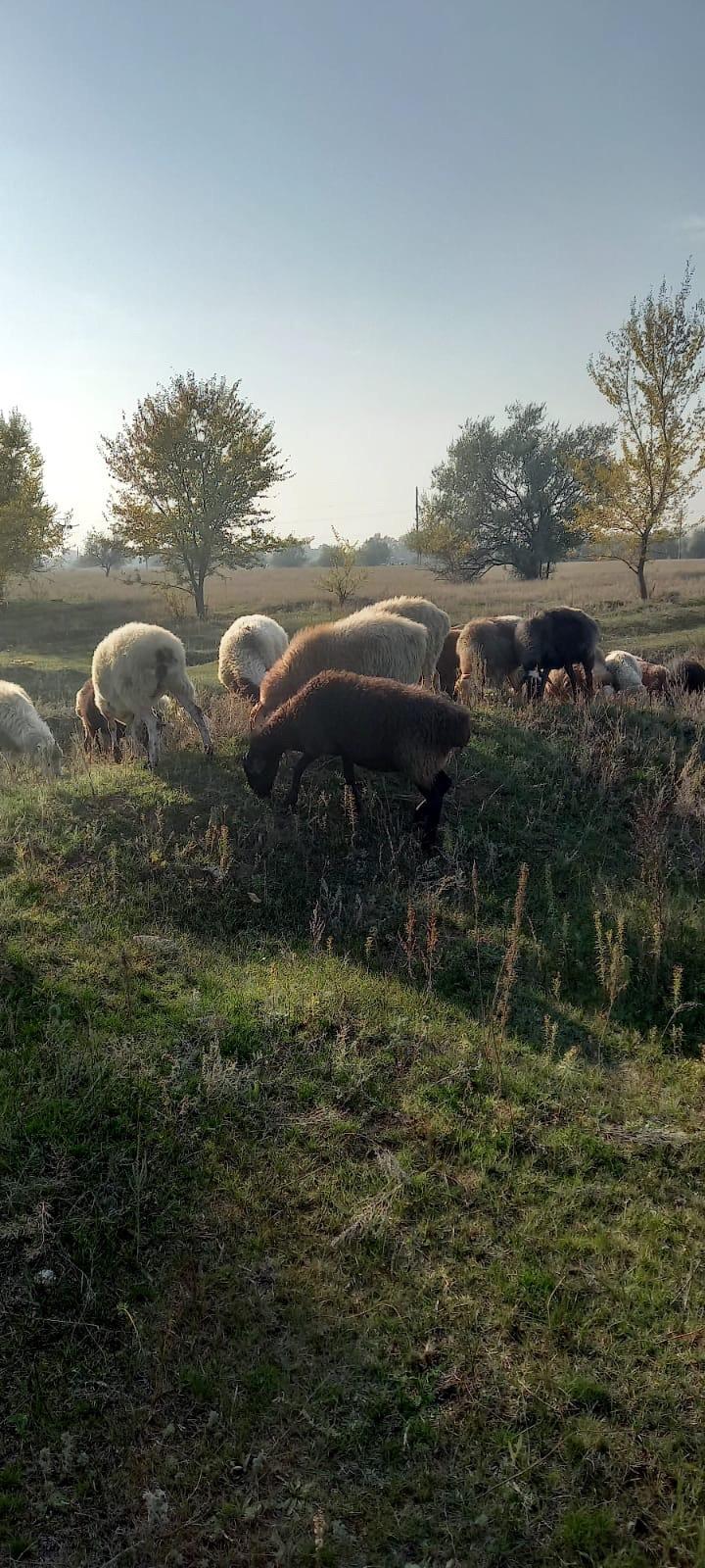 Овцы ягнята бараны баран - фотография № 5