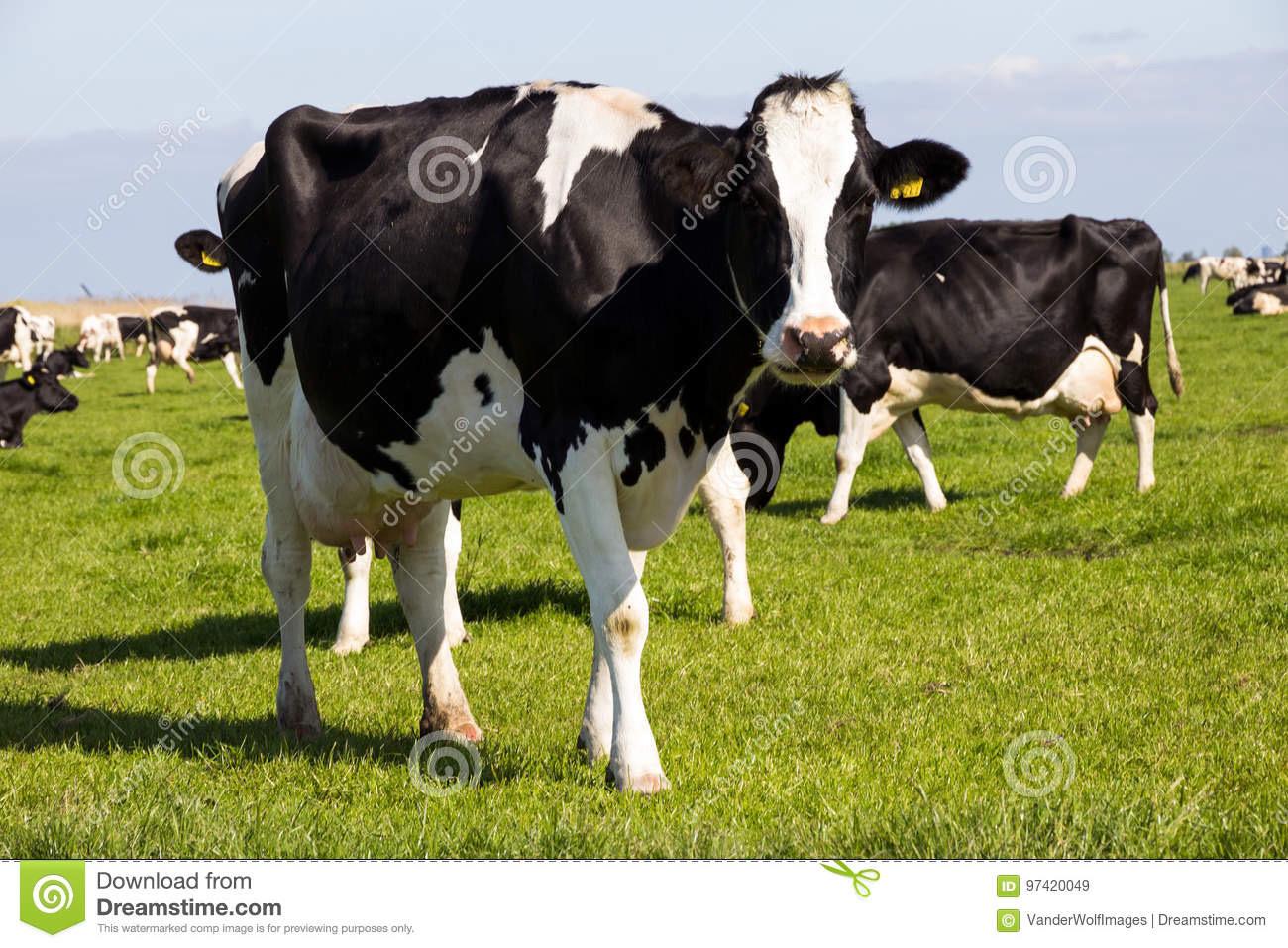 Коровы высокоудойных пород - фотография № 2