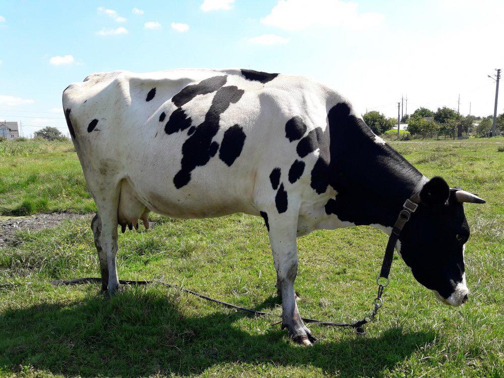 Коровы высокоудойных пород - фотография № 1