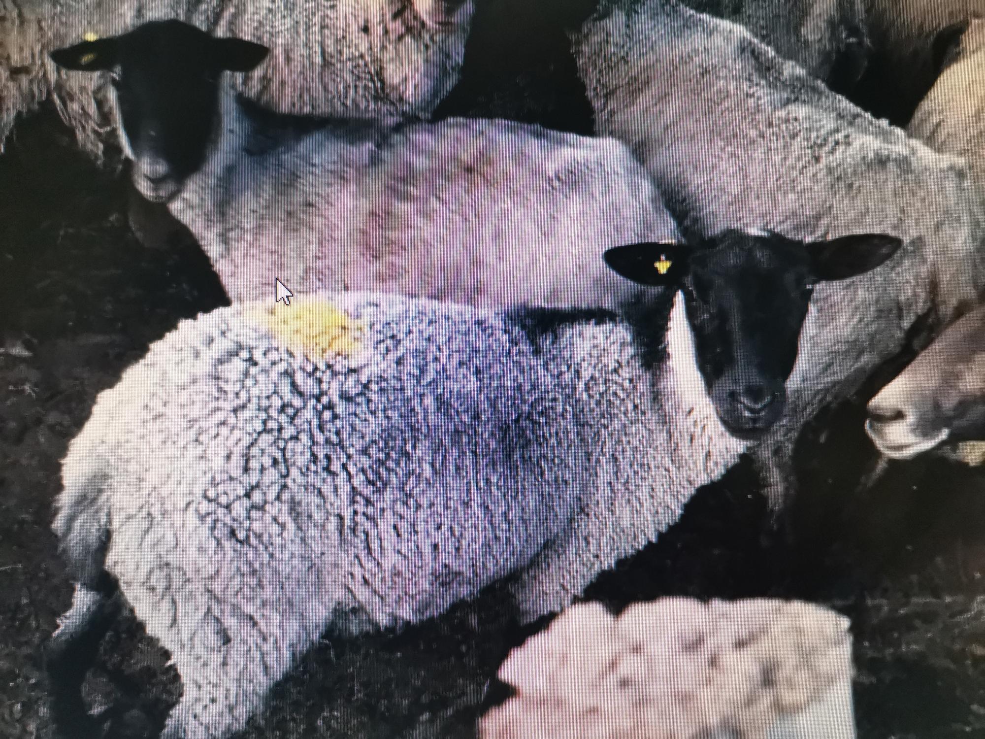 Овцы, ярочки живым весом