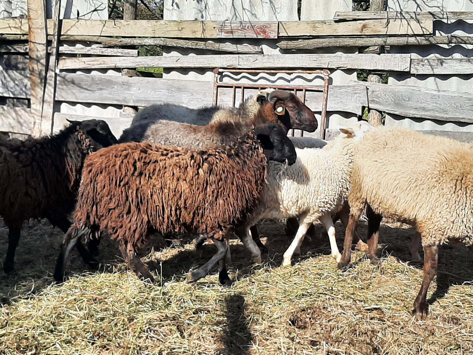 Продаются барашки, овцы - фотография № 4