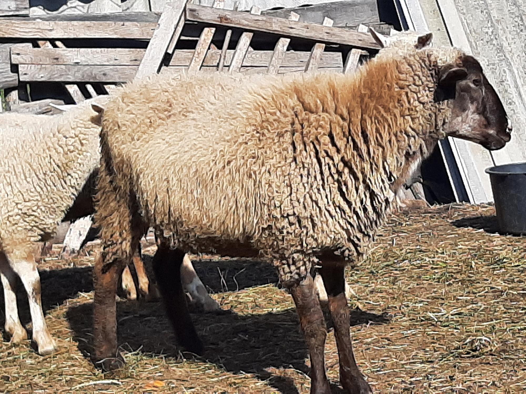 Продаются барашки, овцы - фотография № 5