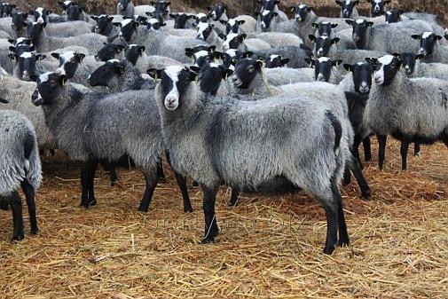 Овцы, бараны романовской породы (36 штук)