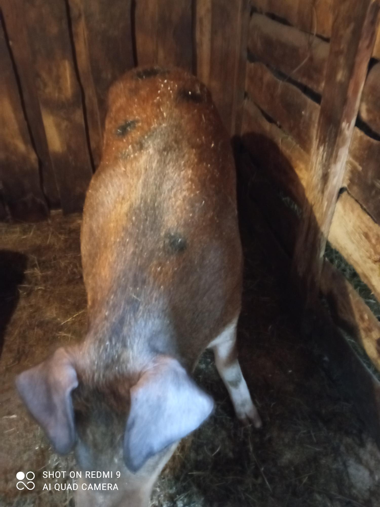Свинья крупных породы 1 год на мясо - фотография № 3