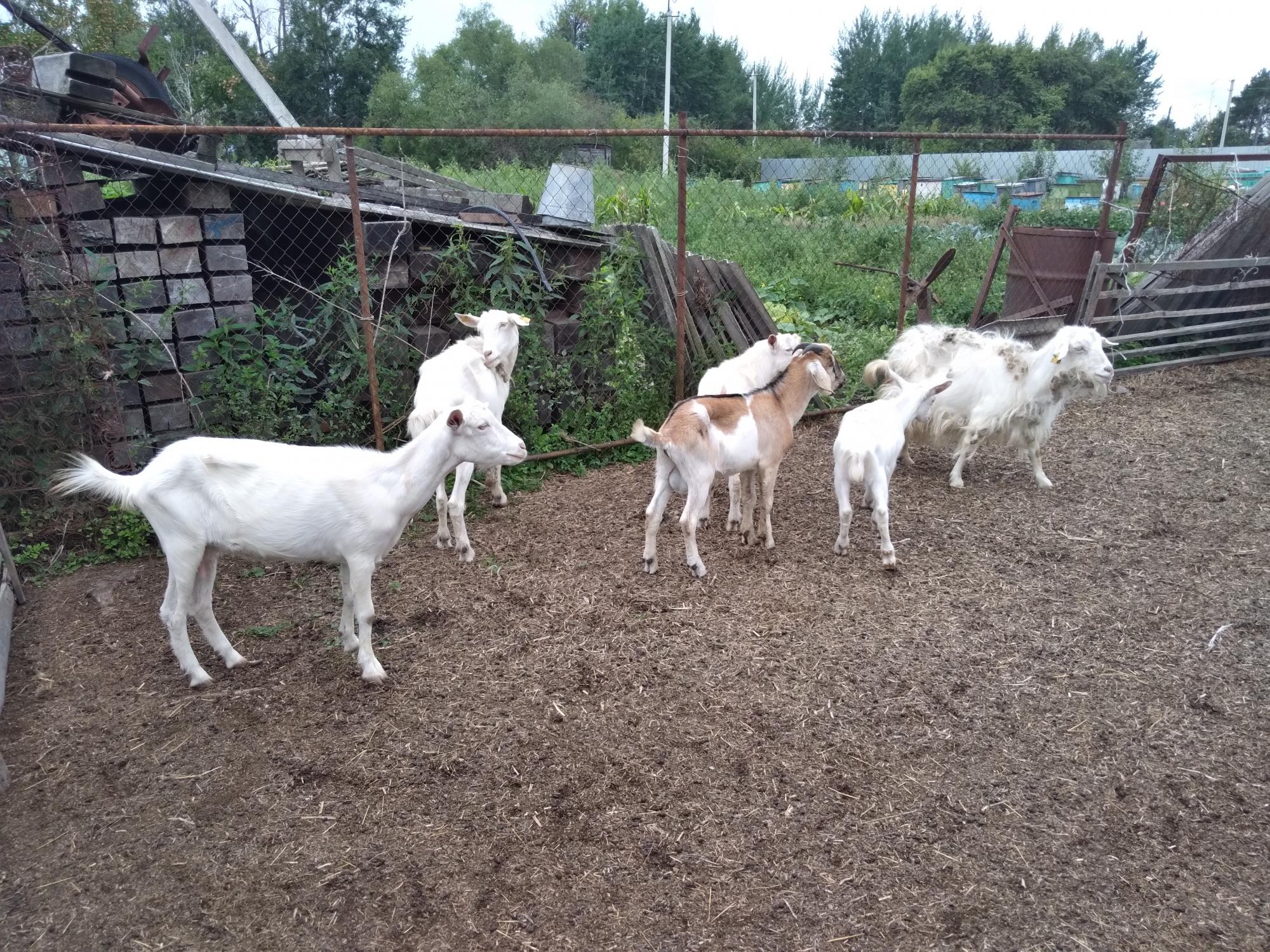 Продам коз и козлят с баранами - фотография № 1