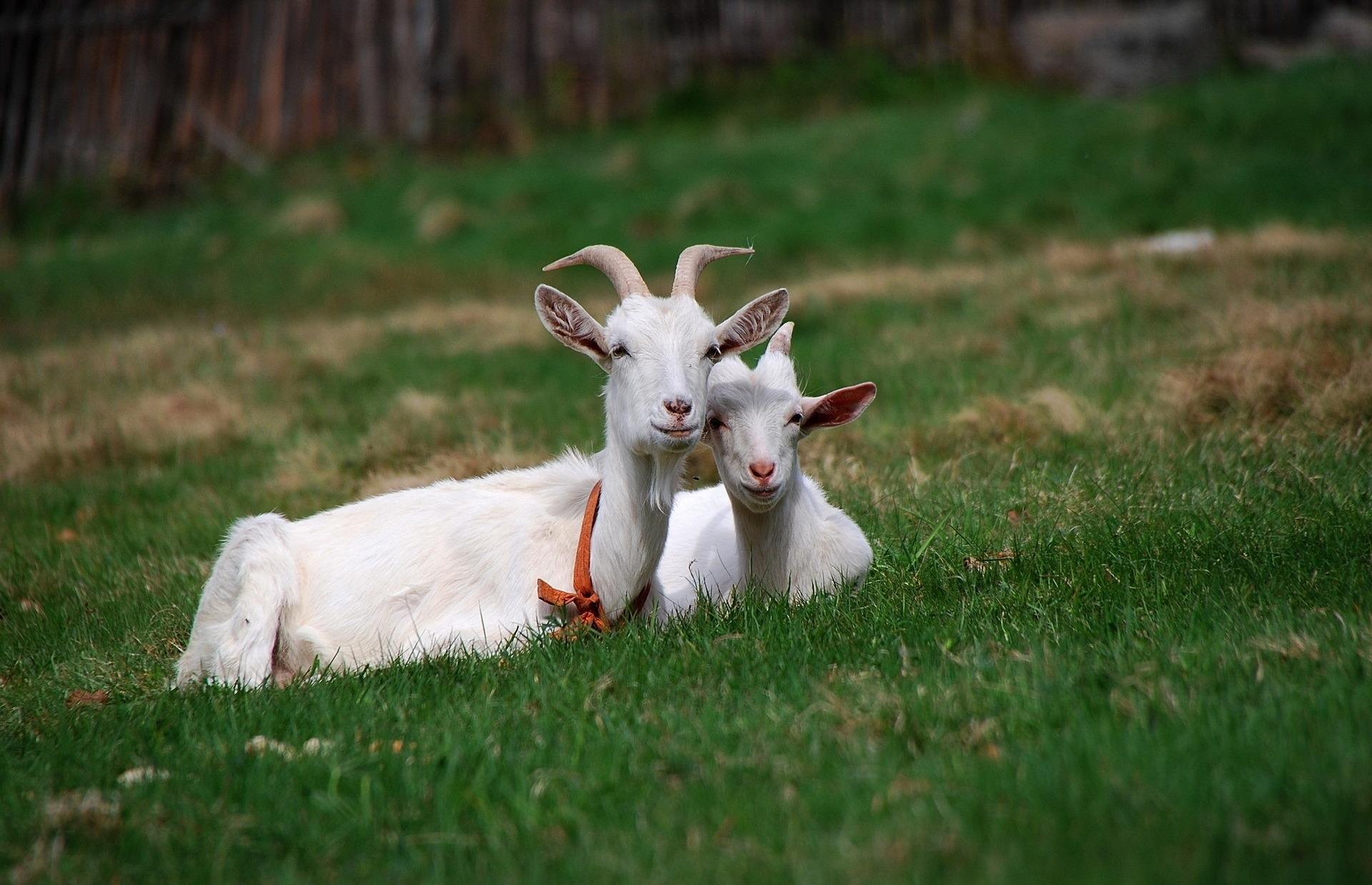 Молодые коза и козёл