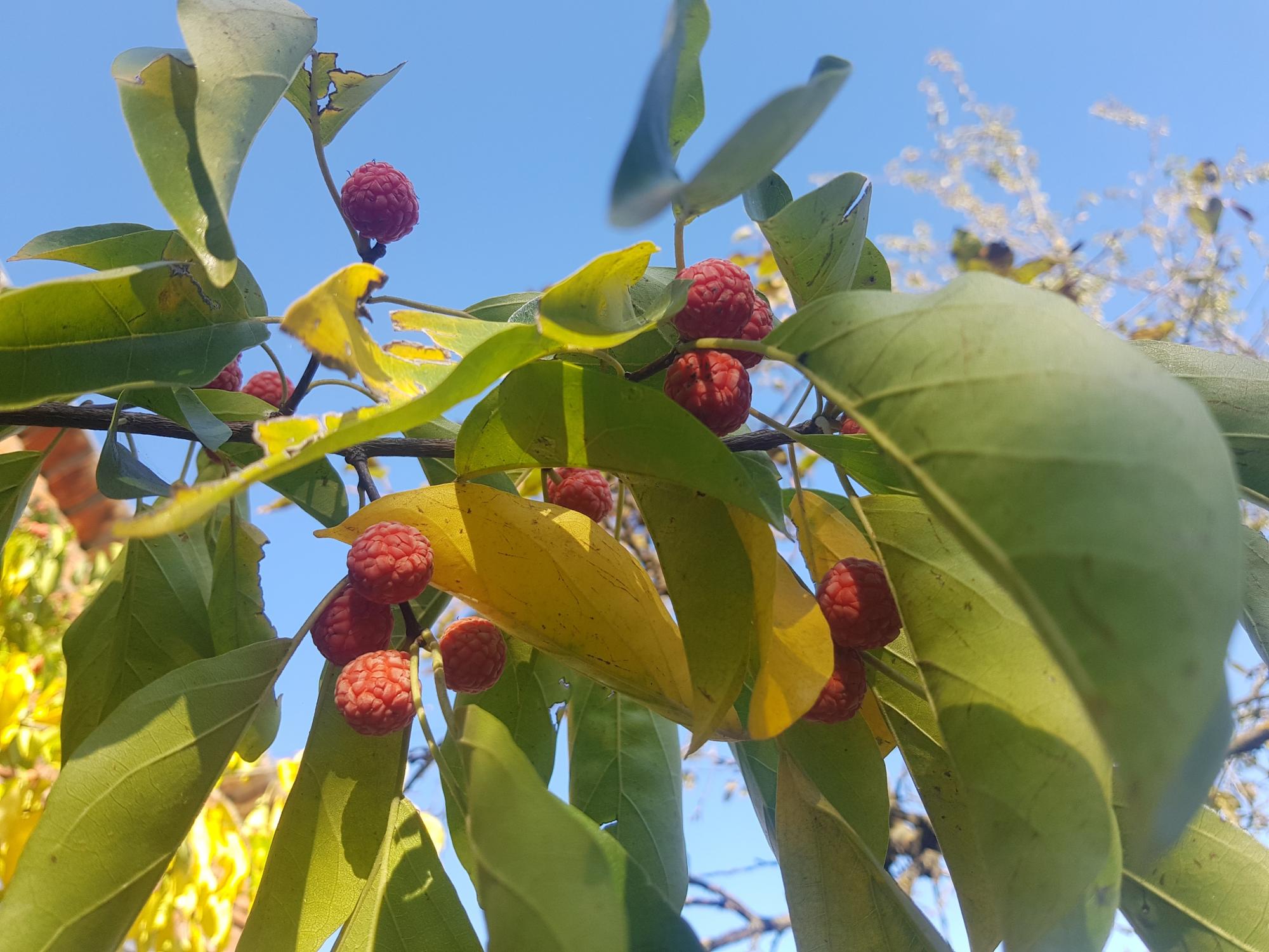 Клубничное дерево фото. Кудрания Земляничное дерево. Кудрания клубничное. Кудрания клубничное дерево саженец. Кудрания триостренная.