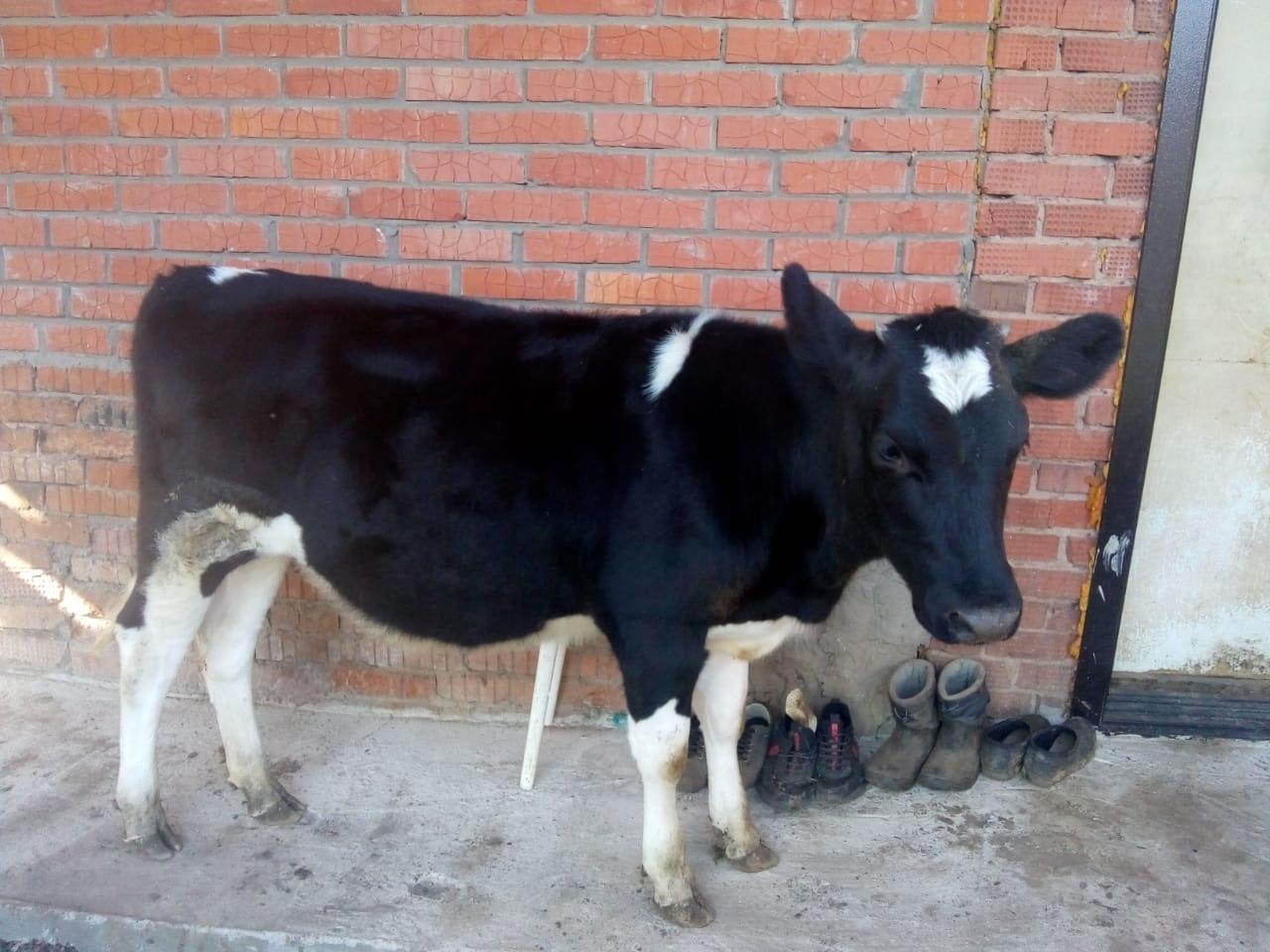 Тёлочка (телёнок, корова) 7 месяцев. - фотография № 1