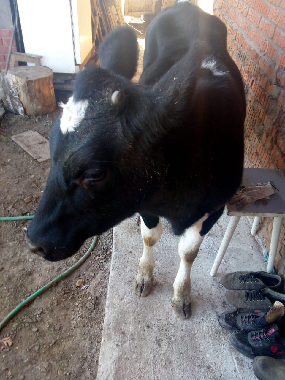 Тёлочка (телёнок, корова) 7 месяцев. - фотография № 3