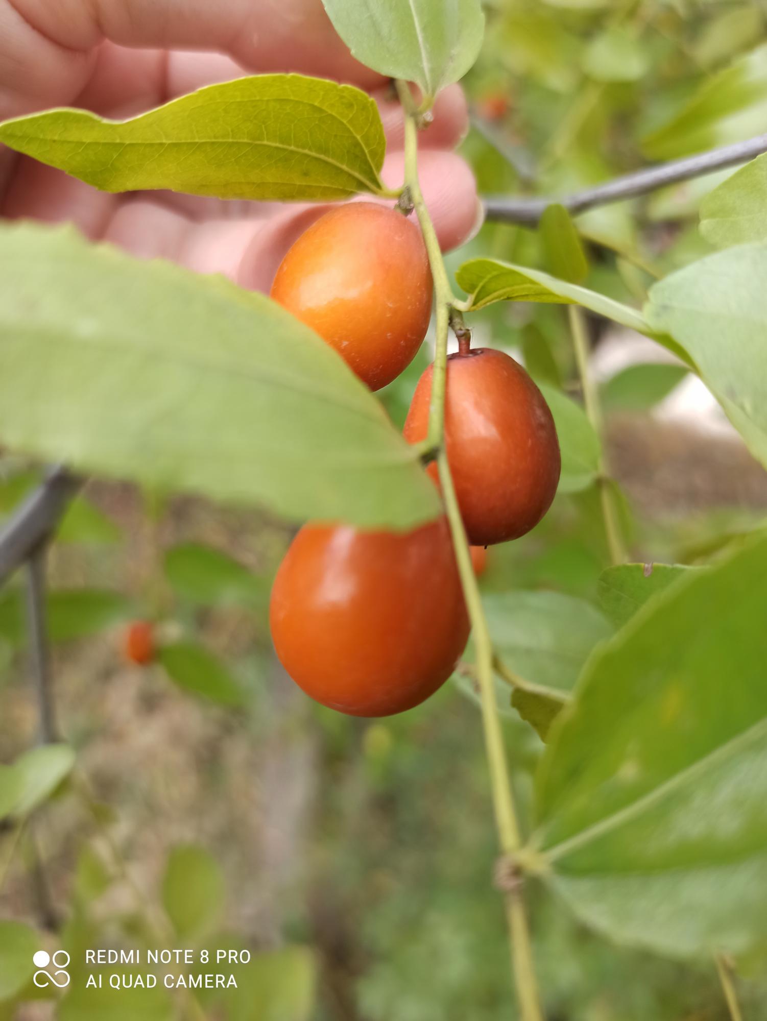 Зизифус Унаби Китайский Морозостойкий Финик Купить Саженцы