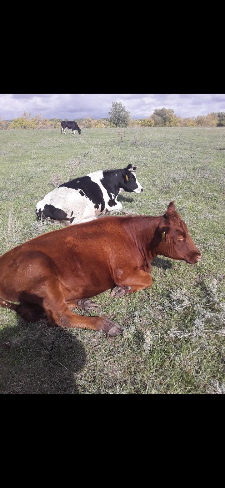 Корова,и 2 телки - фотография № 2