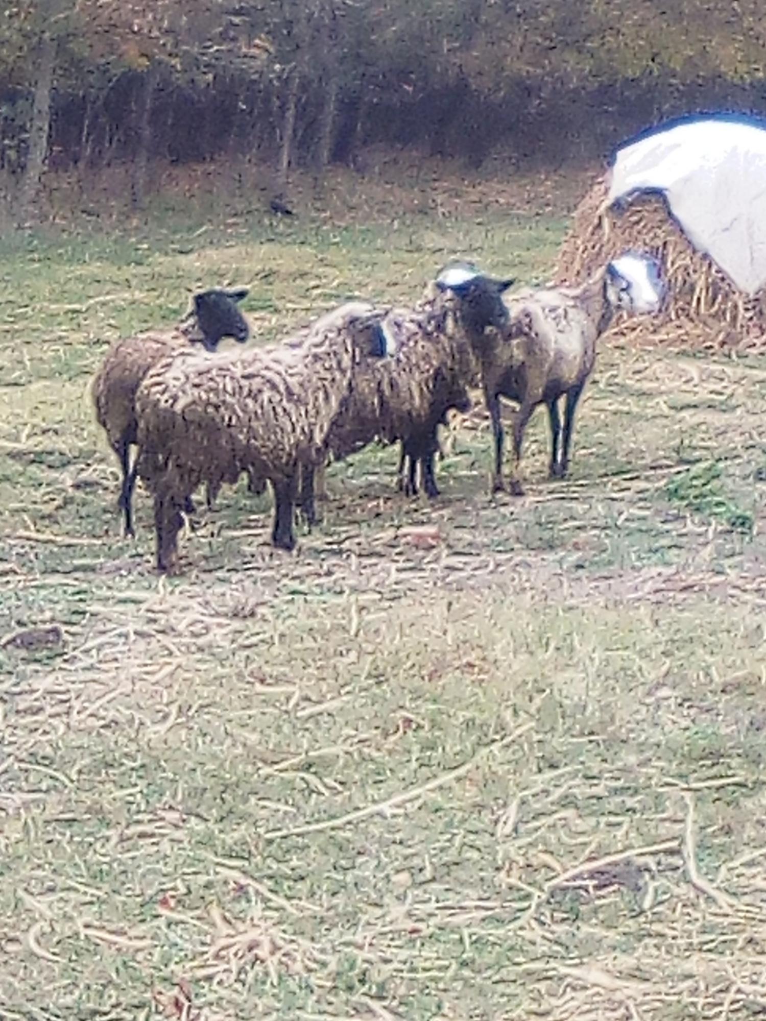 Овцы - фотография № 2