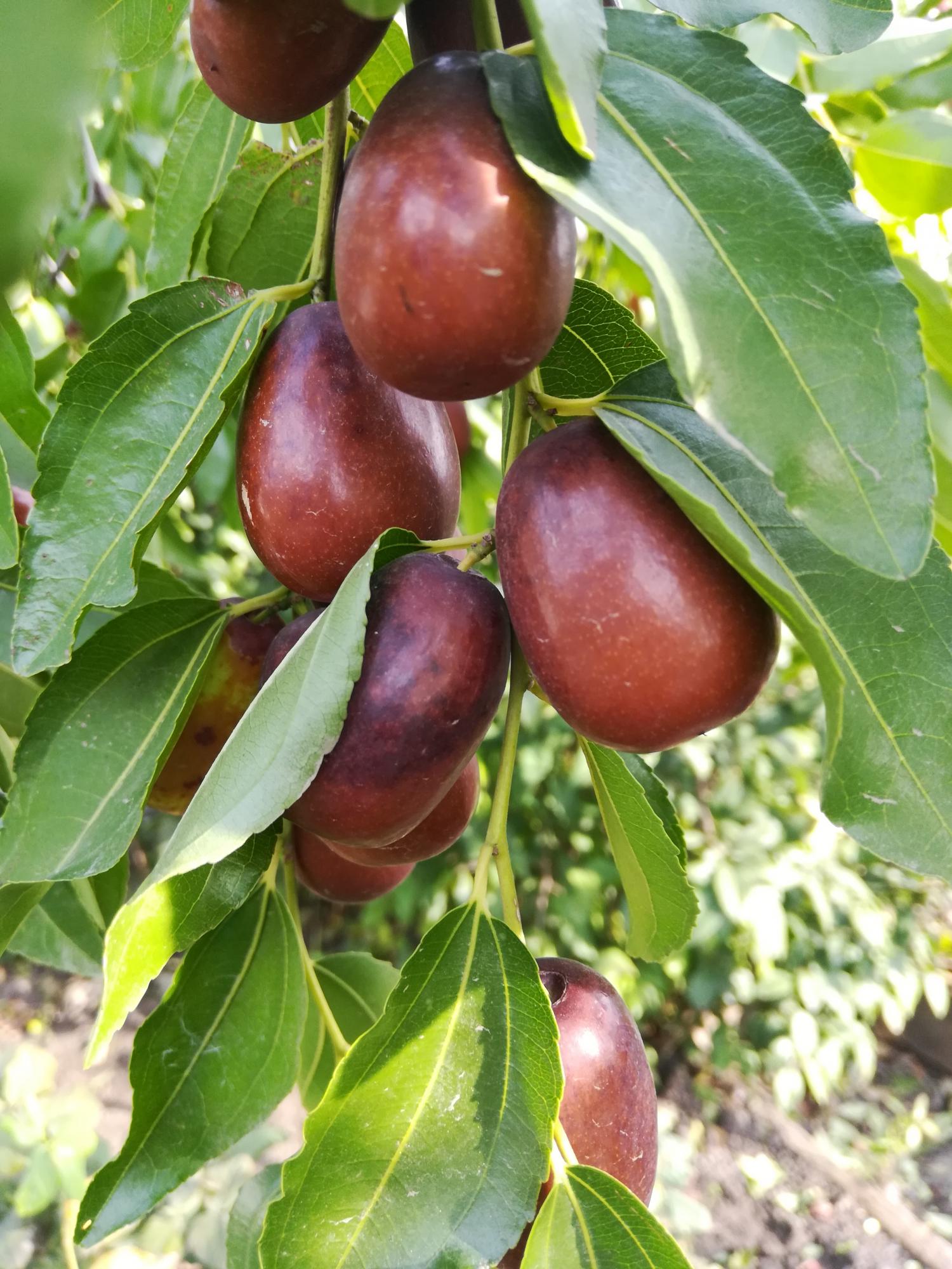 Зизифус Унаби Китайский Морозостойкий Финик Купить Саженцы