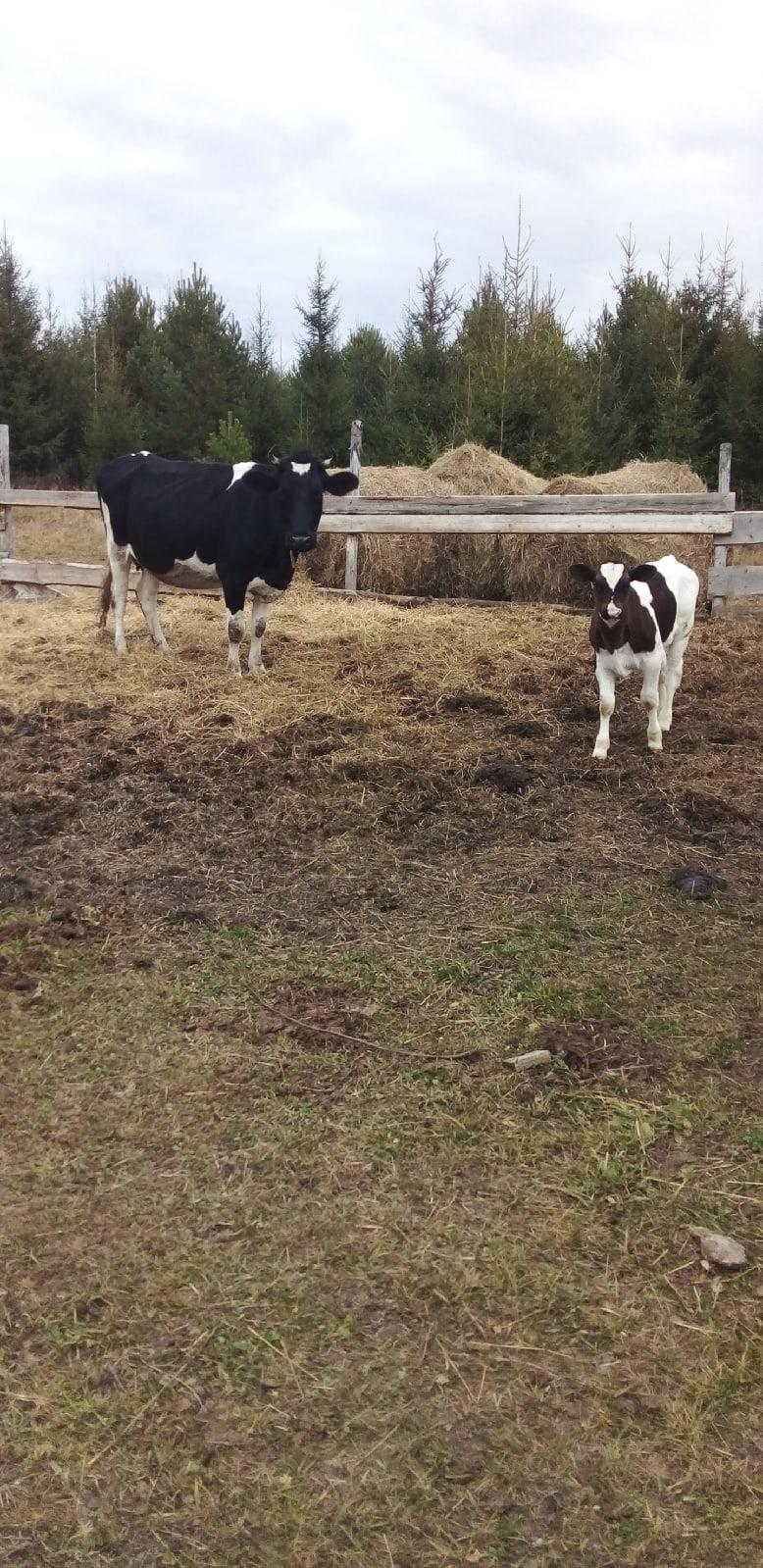 Корова и телёнок.