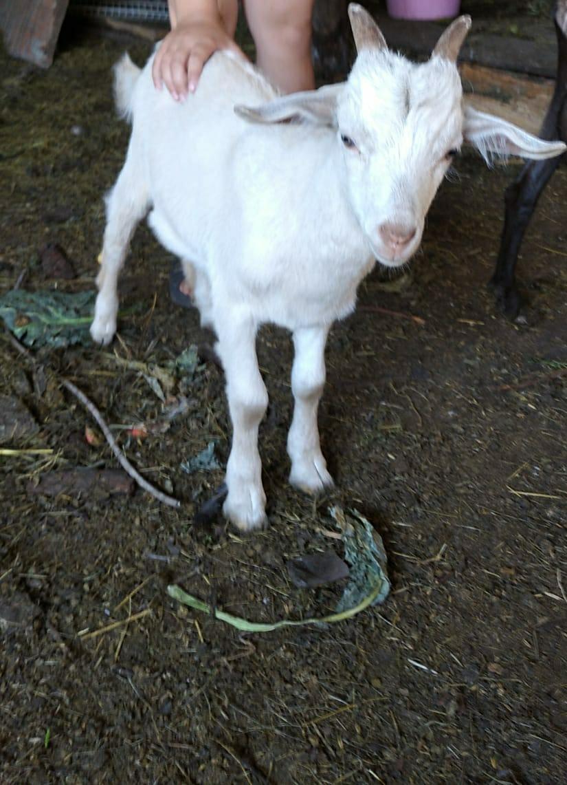 Продам козу 3 года, козлята 2 по 4месяца.
