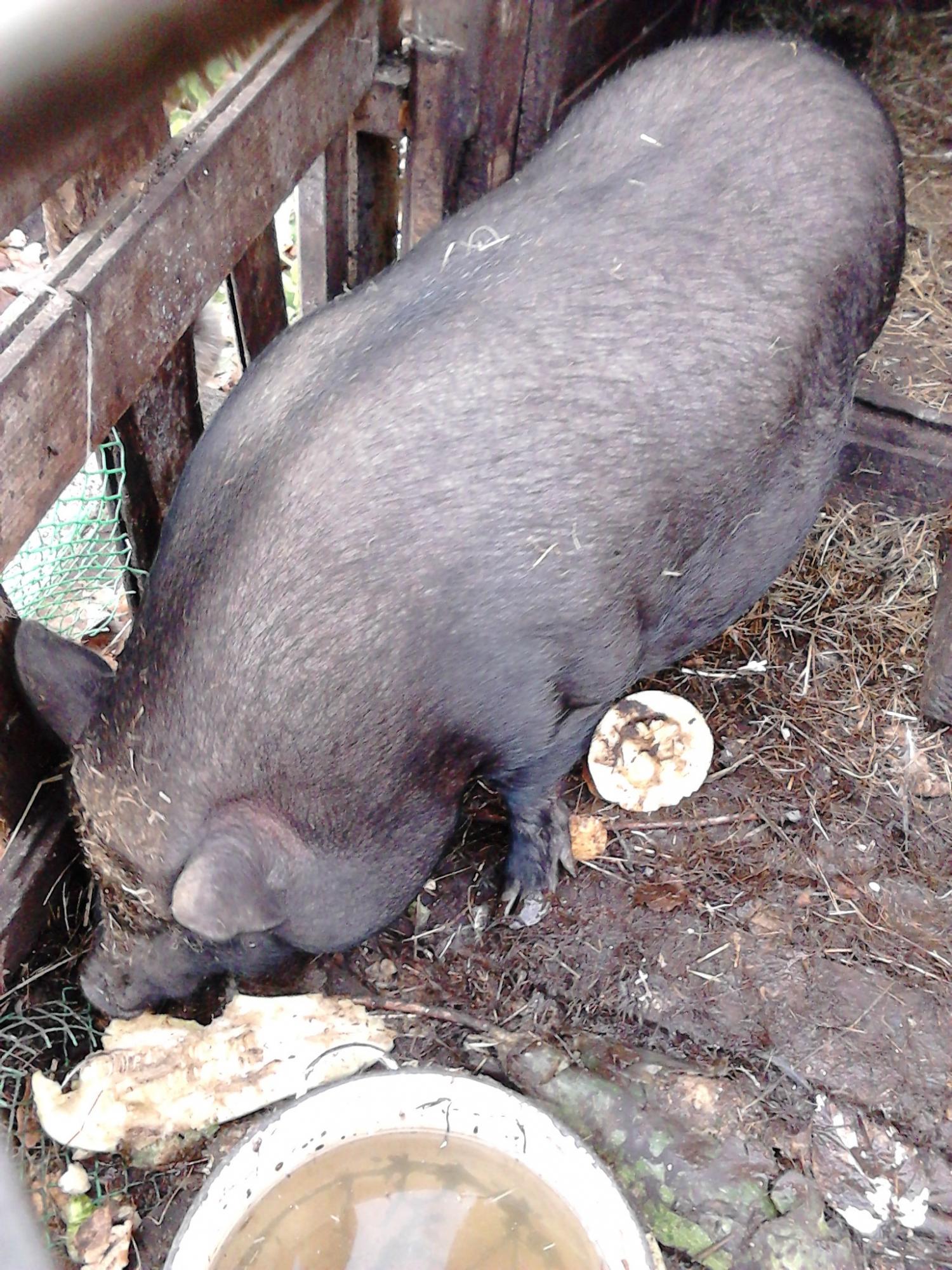 Вьетнамская вислобрюхая свинка с поросенком - фотография № 1