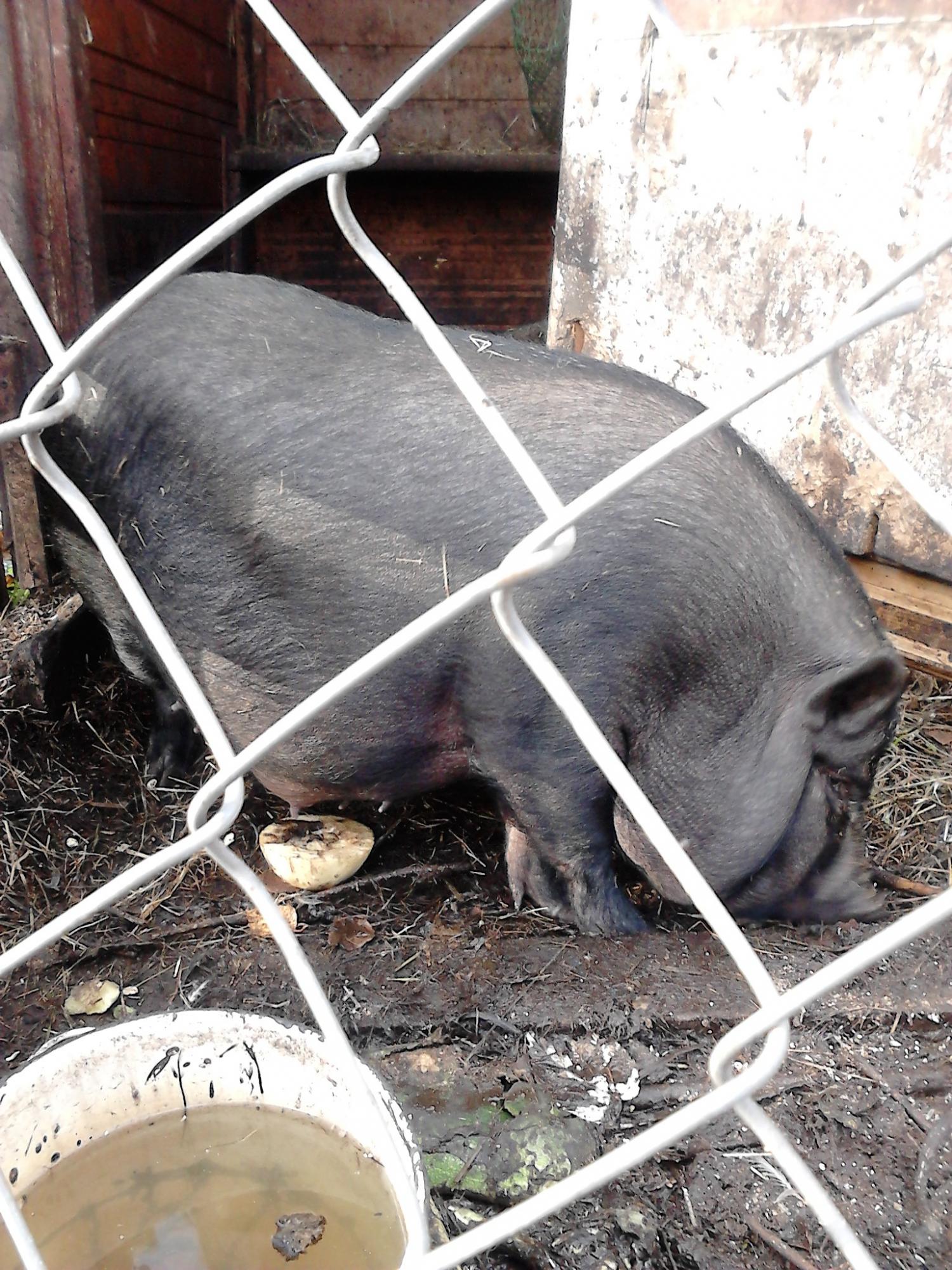 Вьетнамская вислобрюхая свинка с поросенком - фотография № 5