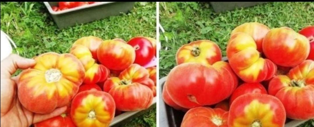 Коллекционное сорта томатов
