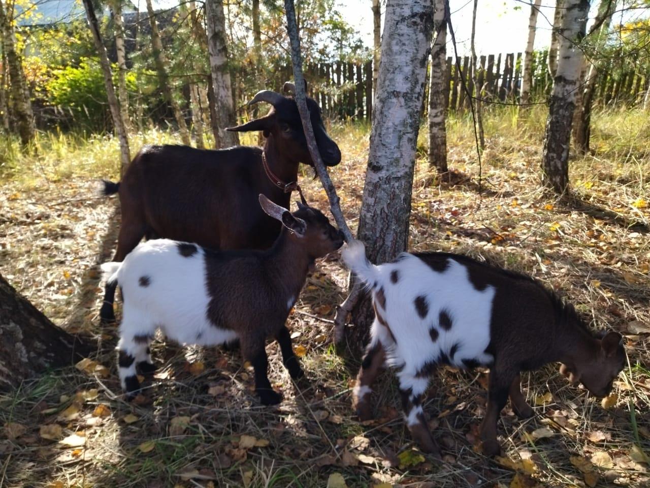 Камерунские козы - фотография № 4