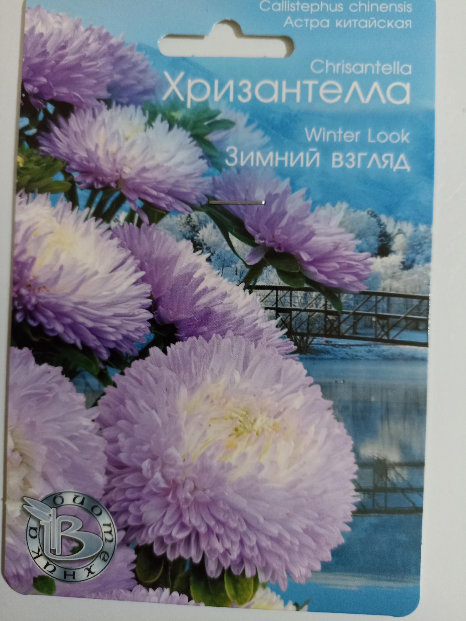 Хризантелла Отзывы Садоводов Фото Характеристики