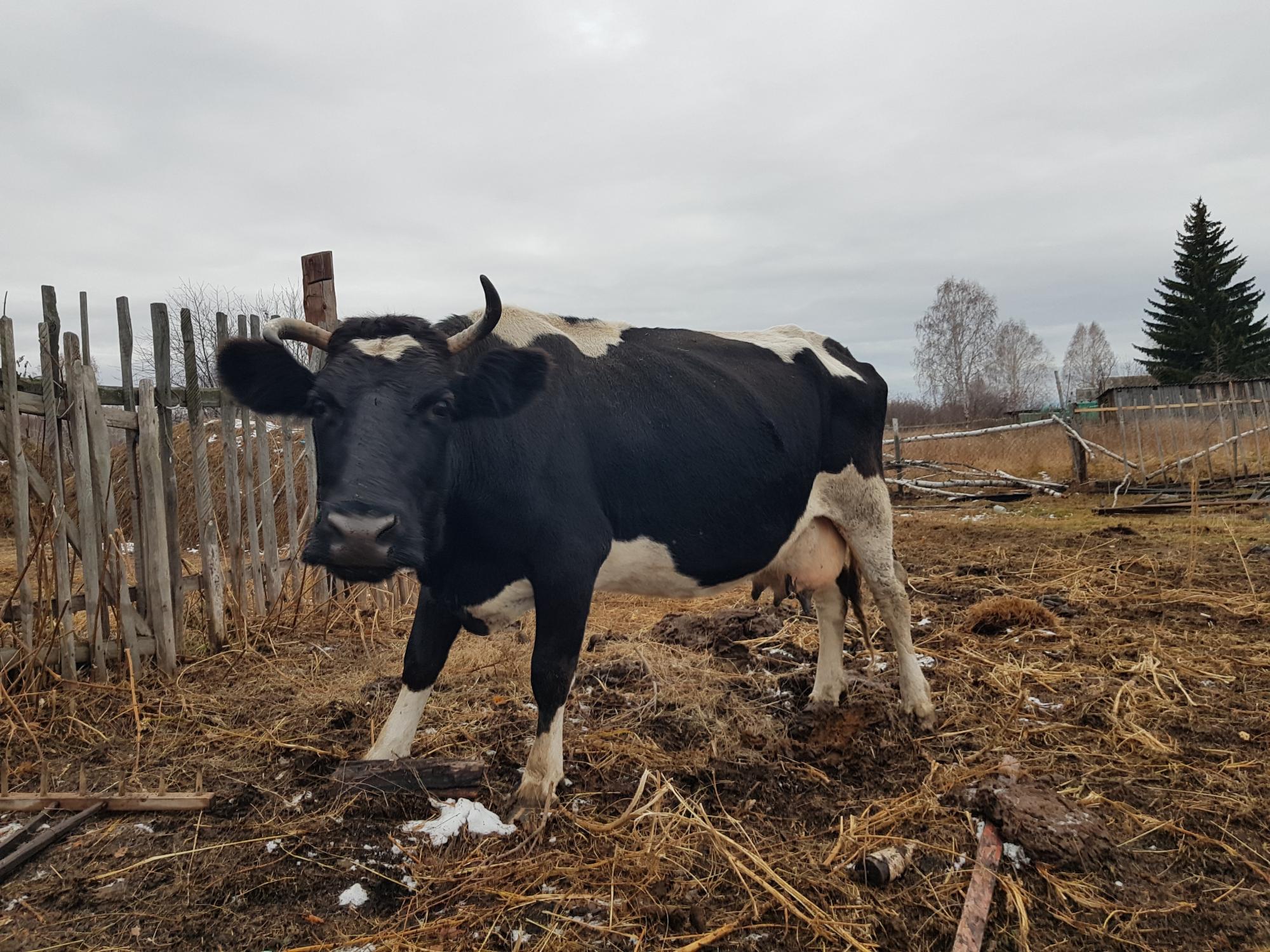 Продам корову крупной породы - фотография № 2