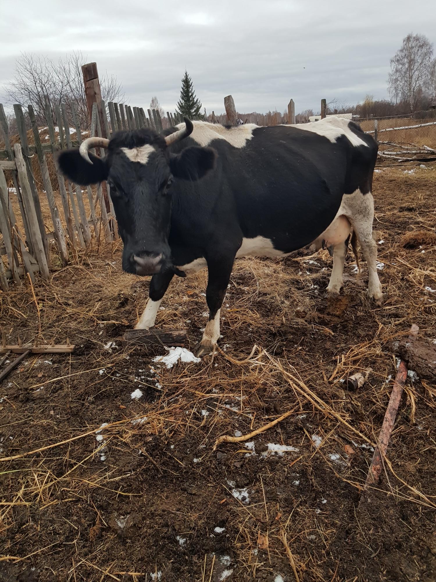 Продам корову крупной породы - фотография № 3
