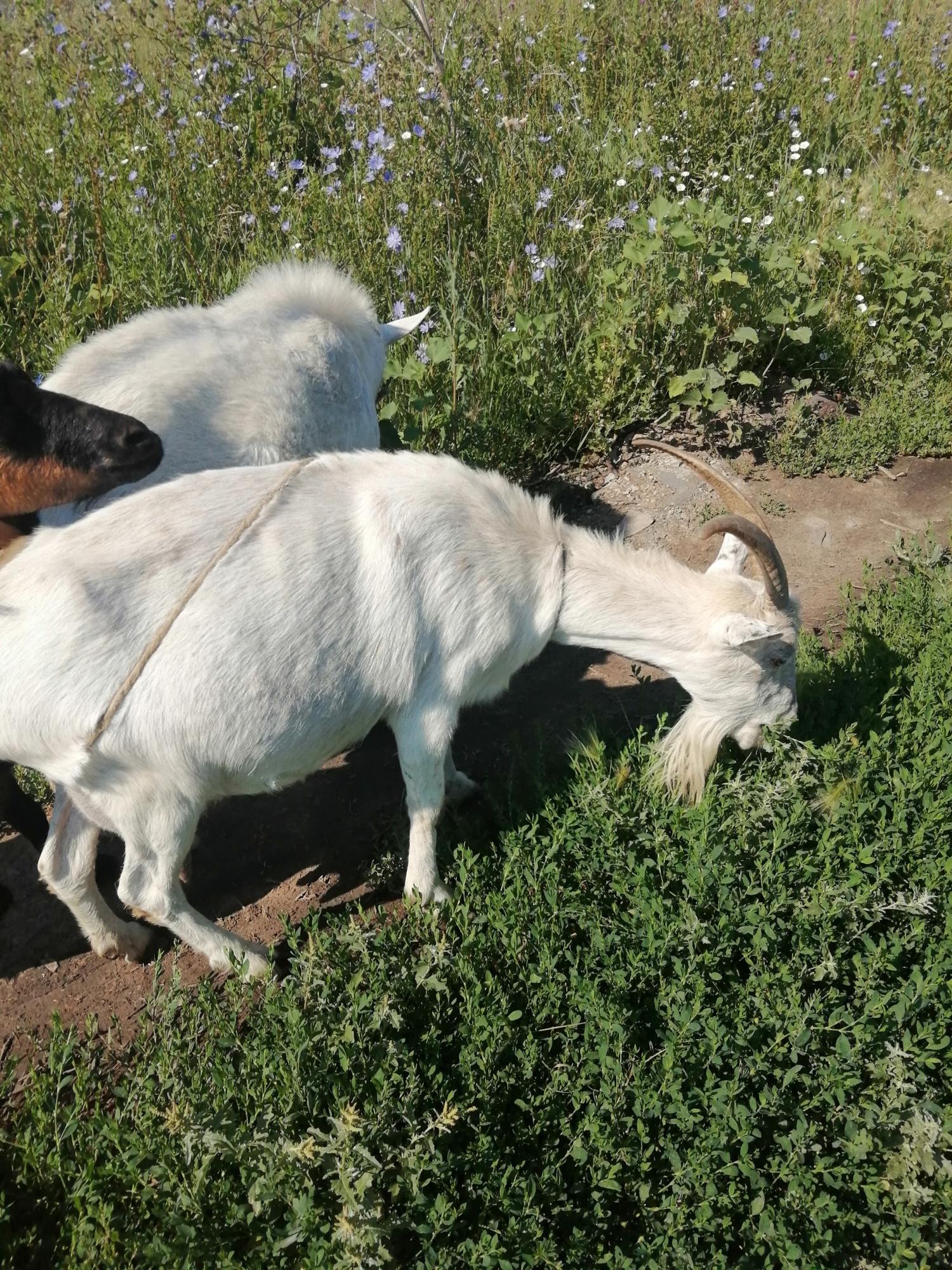 козы, козлы - фотография № 3