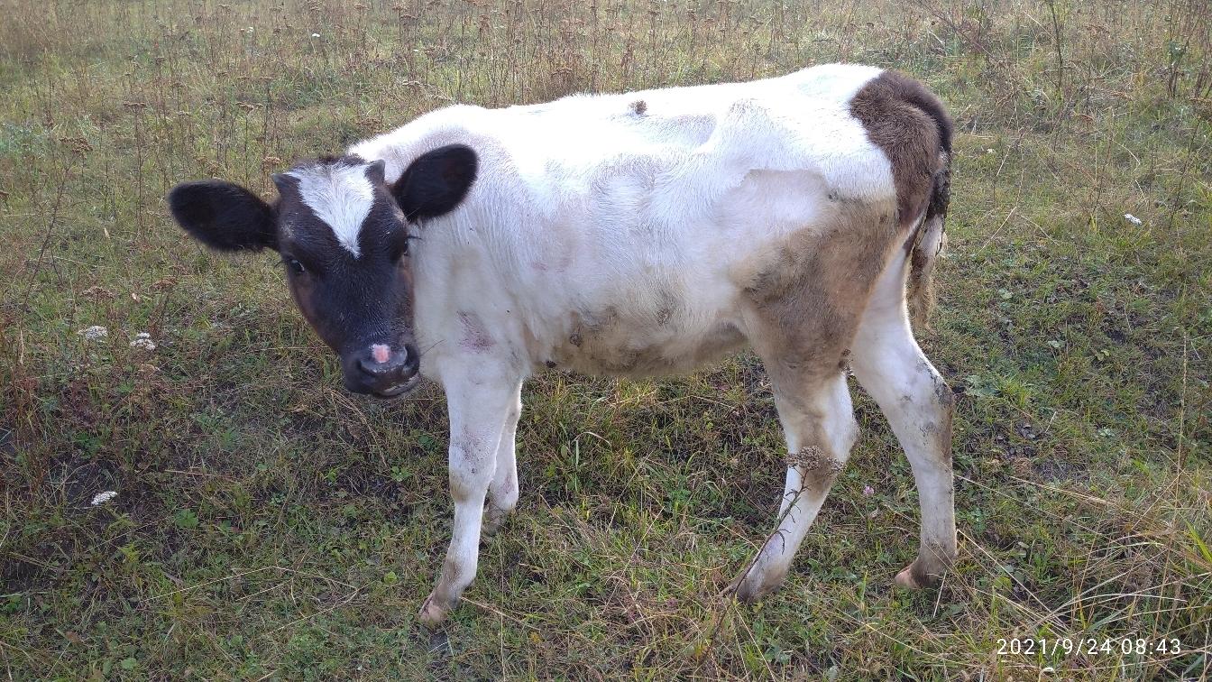 Телочка 7 месяцев от молочной коровы - фотография № 1