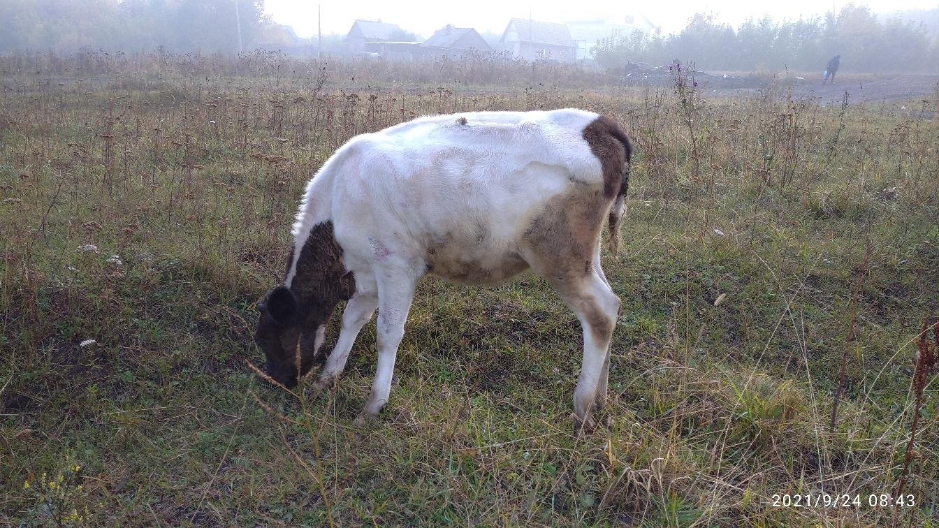 Телочка 7 месяцев от молочной коровы - фотография № 2