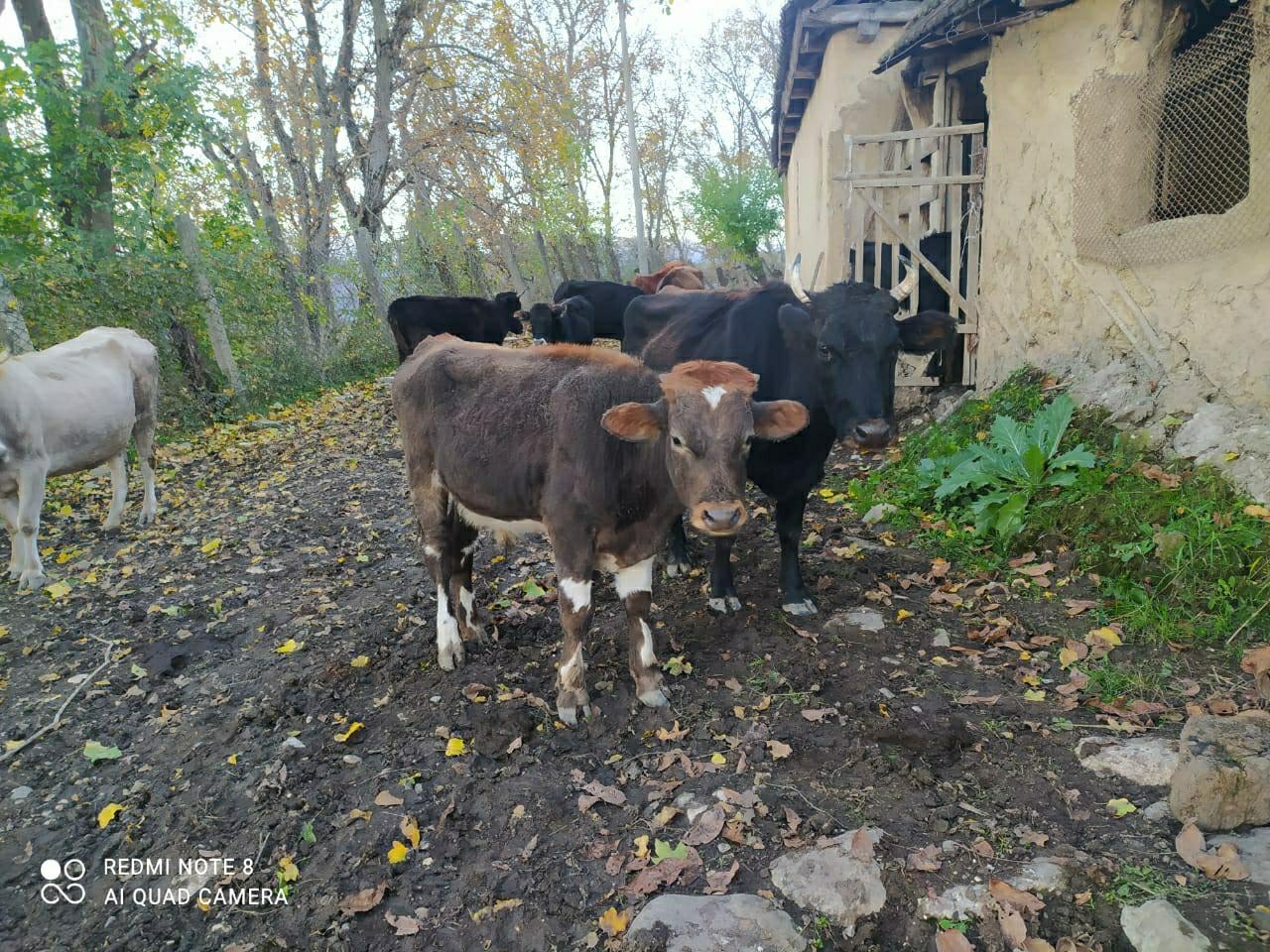 Коровы с телятами - фотография № 6