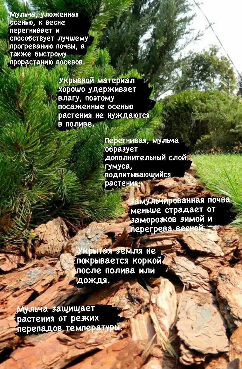 Кора сибирской лиственницы щепа крашенная - фотография № 2