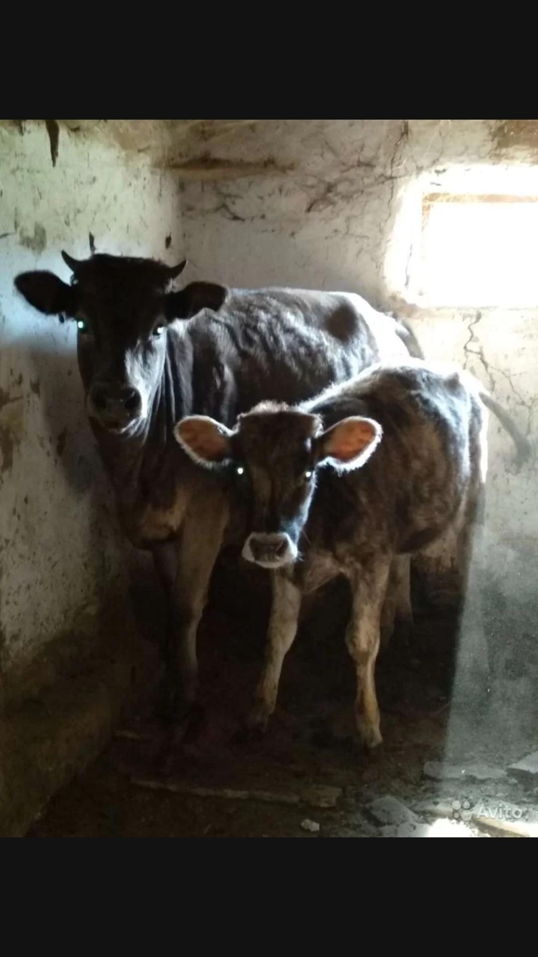2 коровы