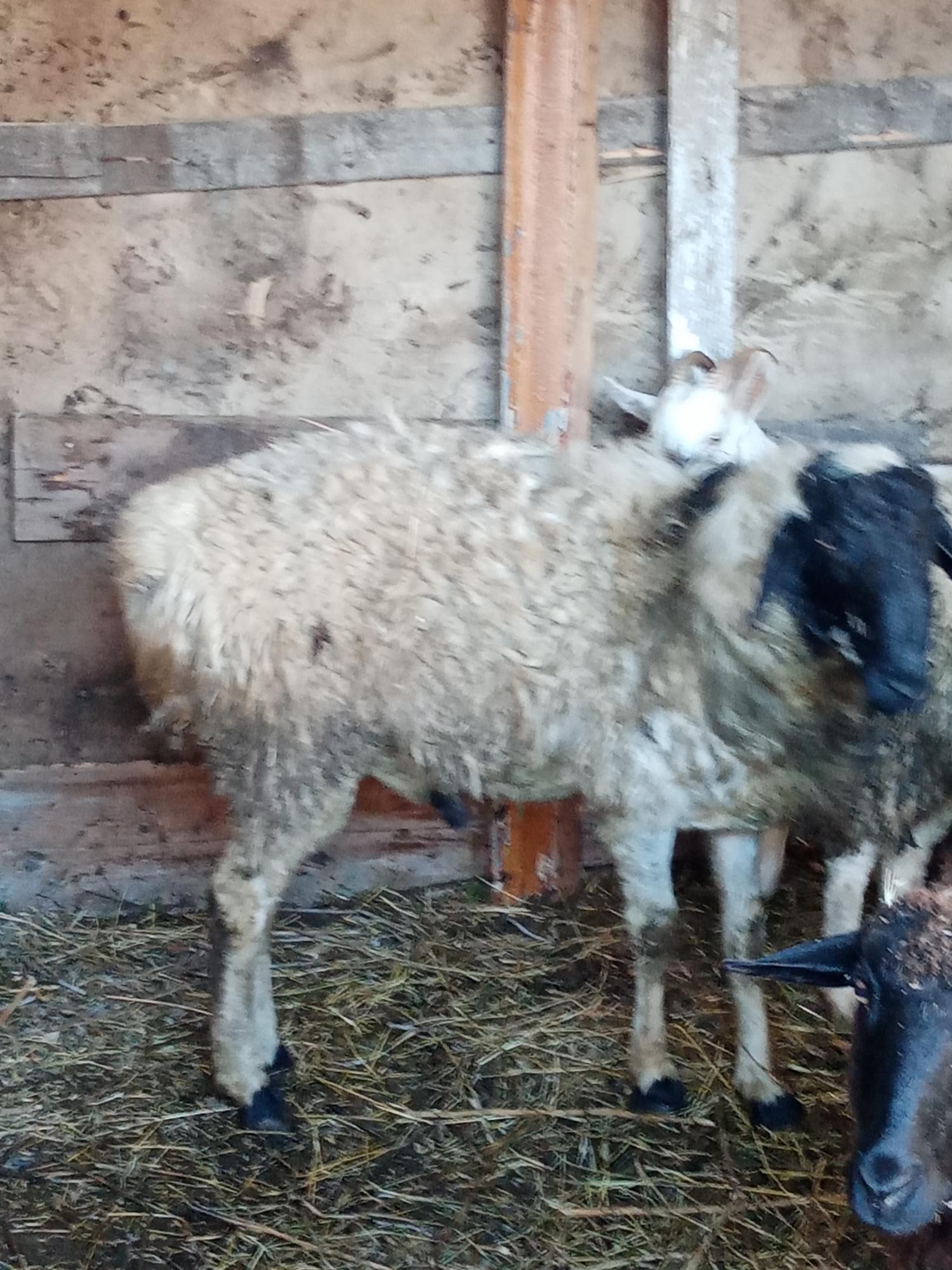 Овцы баран и козы - фотография № 2