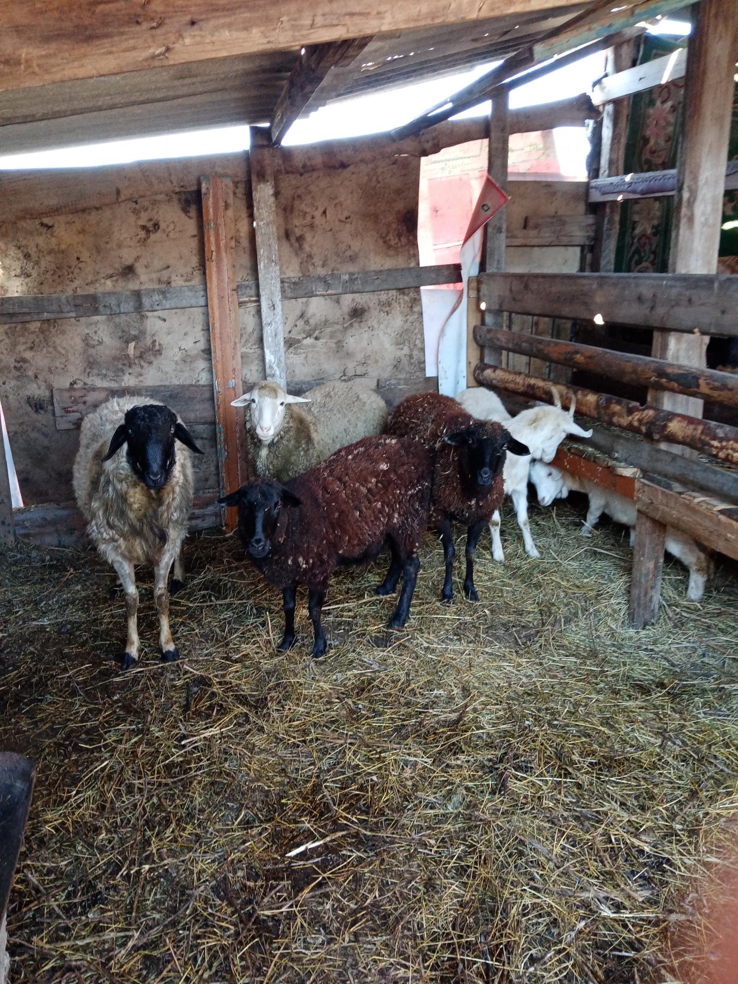 Овцы баран и козы - фотография № 3
