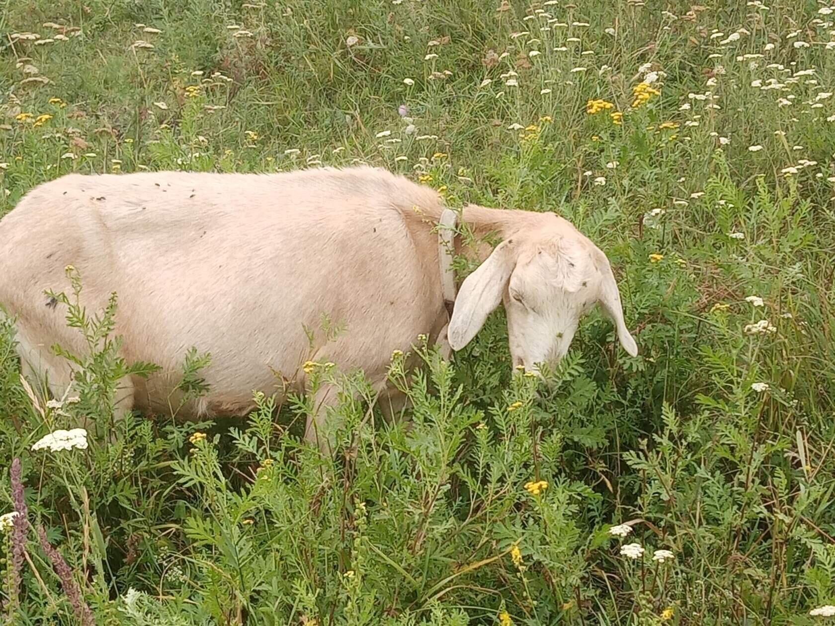 Купить козу в нижегородской. Козы дойные Нижегородской области. Купить доынвю козу в Тарасовском районе Ростовской тбласти в 2023году.