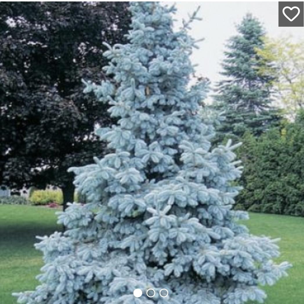 Ель колючая (Picea pungens Royal Blue