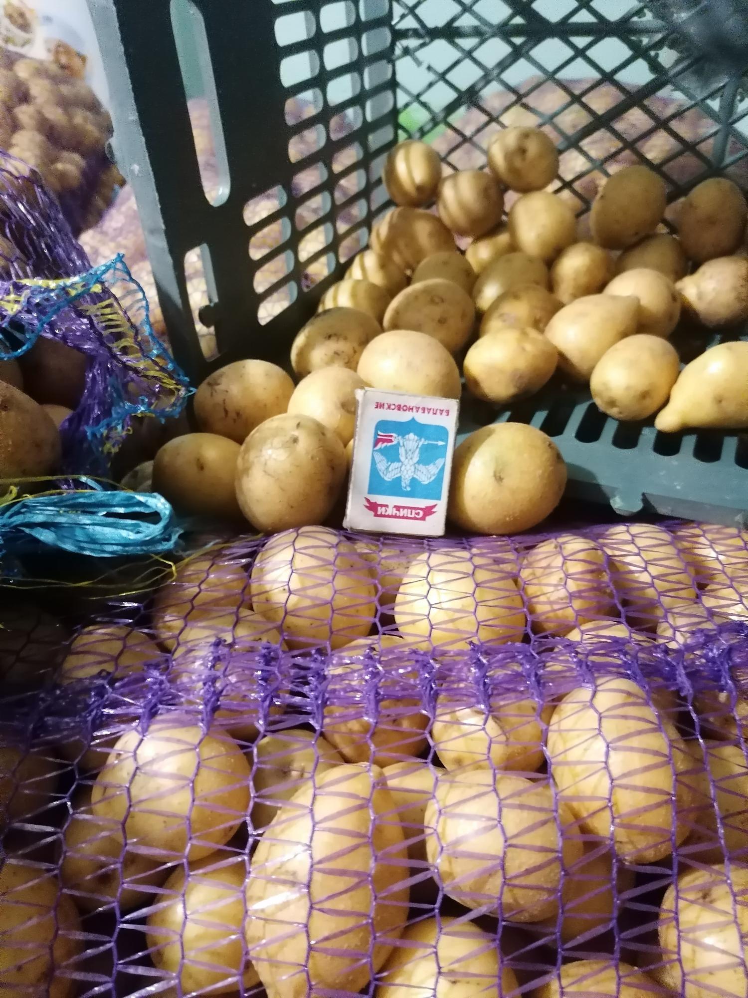 Семенной картофель - фотография № 2
