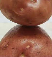 Сарпо Мира картофель на посадку - фотография № 2