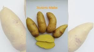Сарпо Мира картофель на посадку - фотография № 7