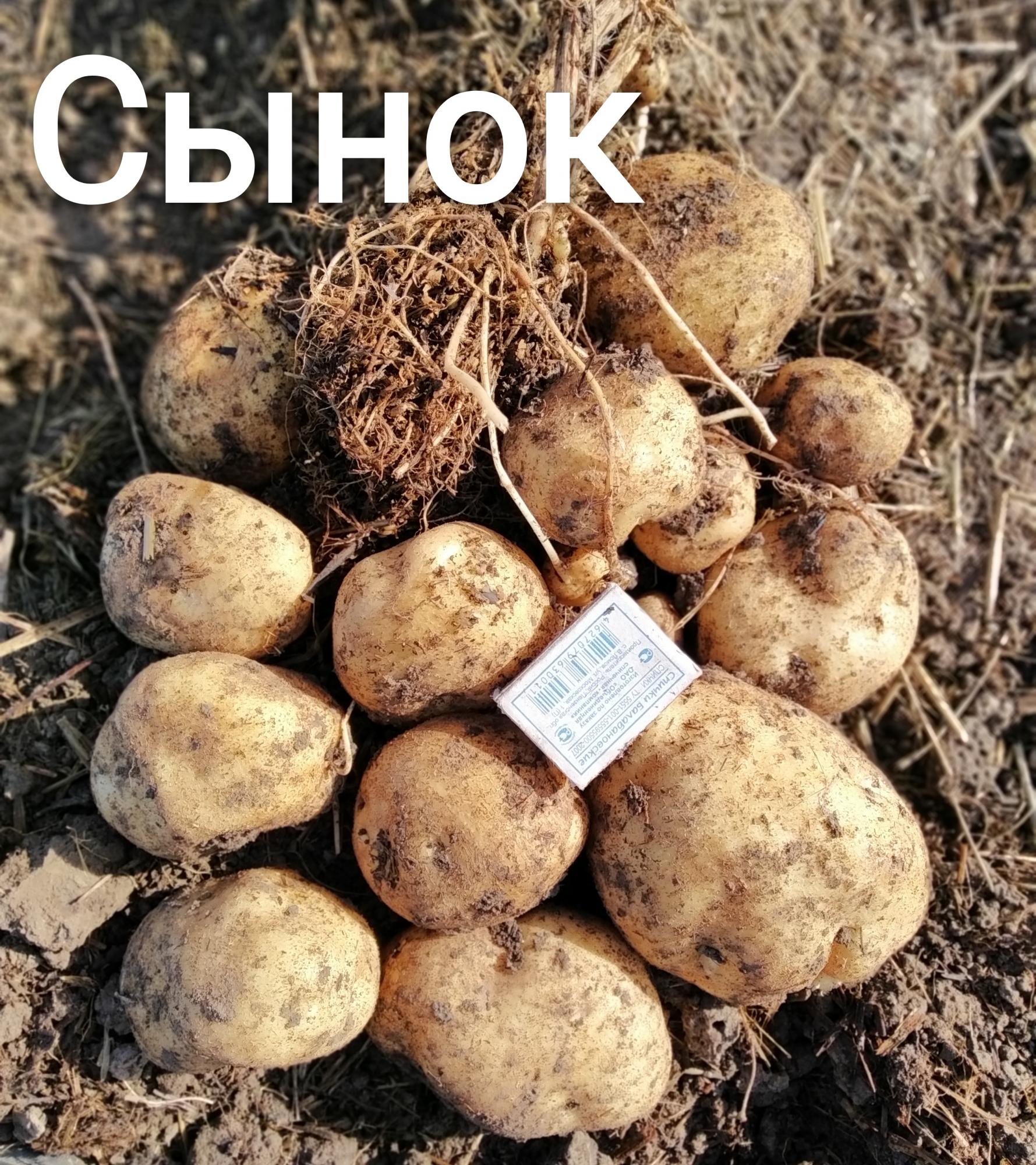 Сарпо Мира картофель на посадку - фотография № 10