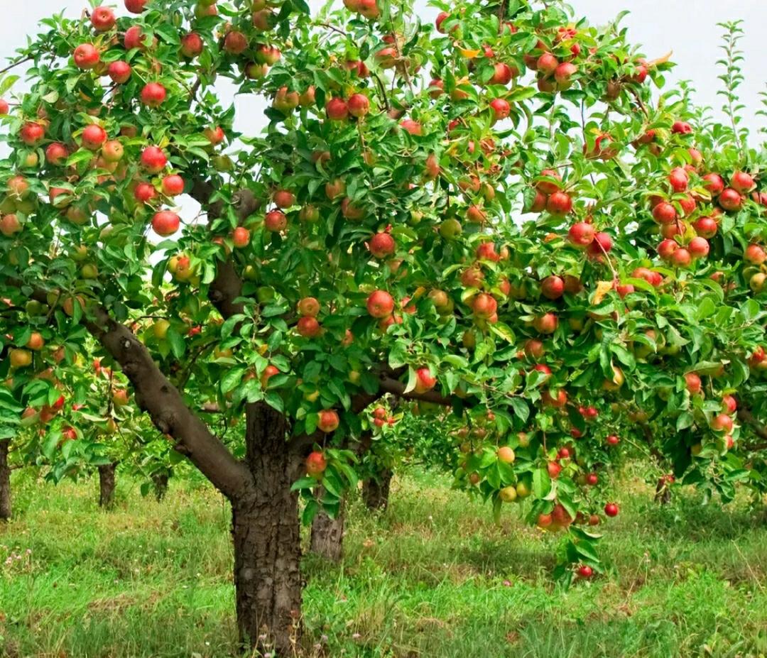 Сколько стоят плодовые деревья. Яблоня поспех. Веллспур яблоня. Яблоня плодовая Фуджи. Яблоня Кримсон.