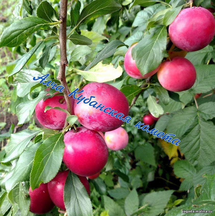 Сорт кубань