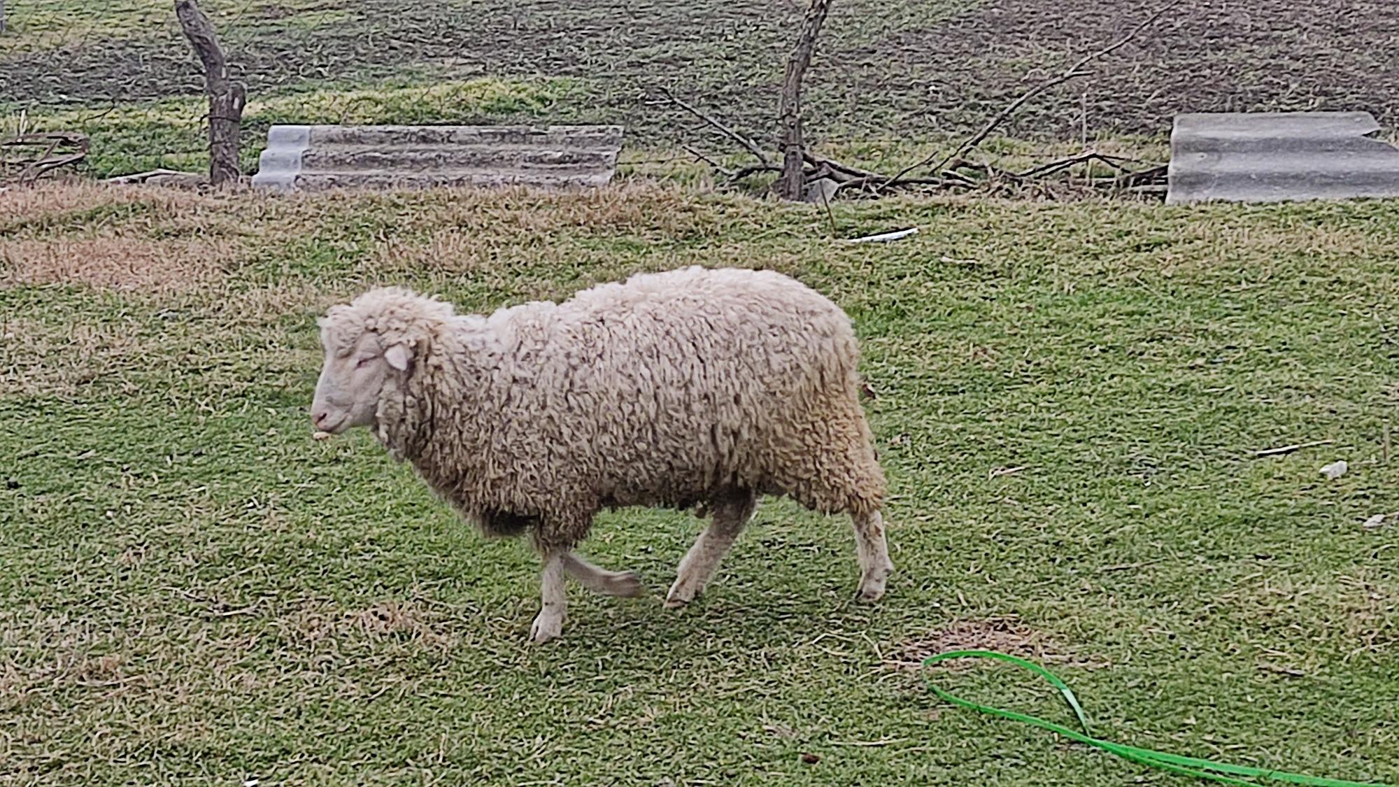 Бараны в крае купить. Баран. Баран стоит. Баран ягненок овца Туркменская порода. Фото баран Калмыкия.