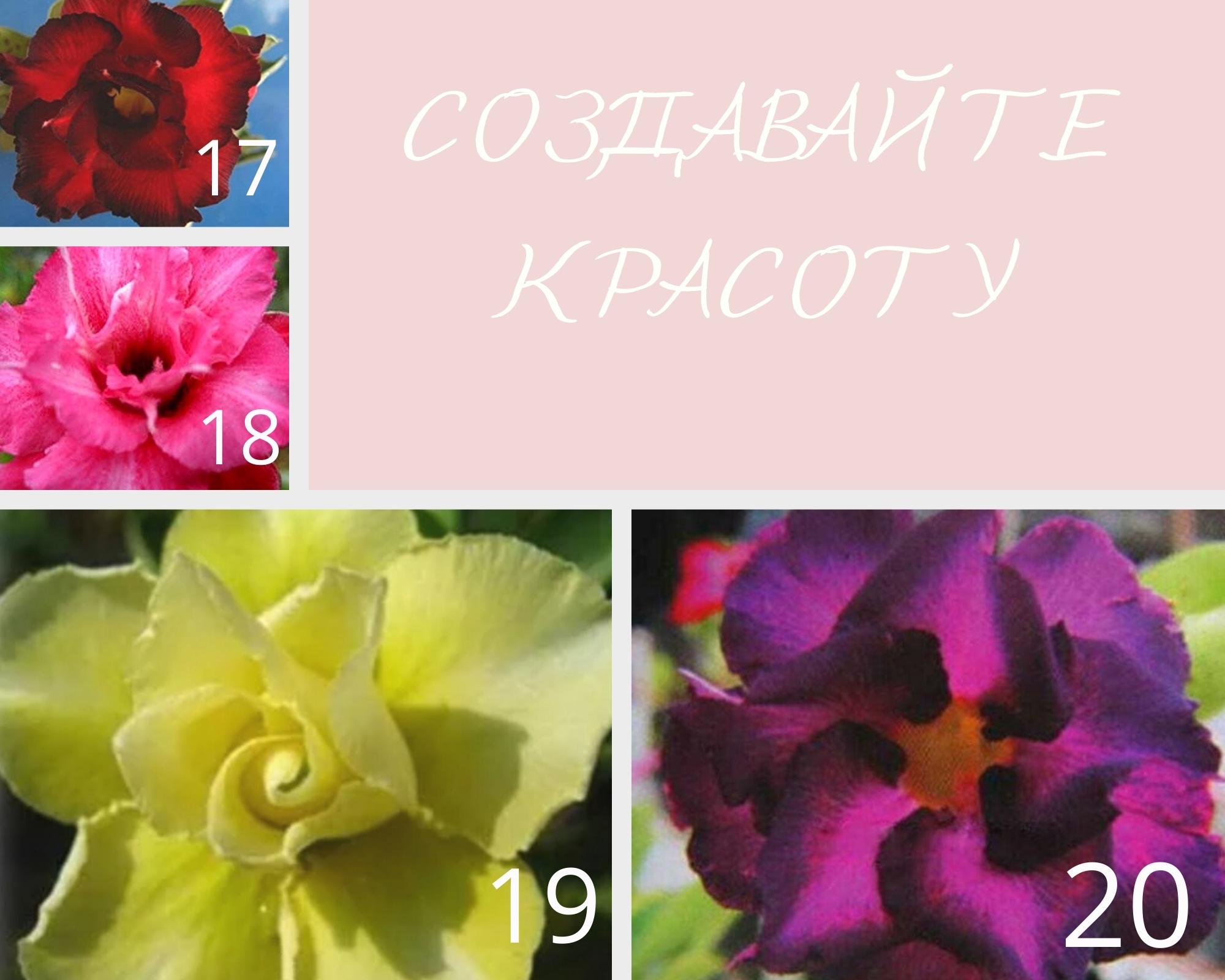 Carnation 2 РђРґРµРЅРёСѓРј