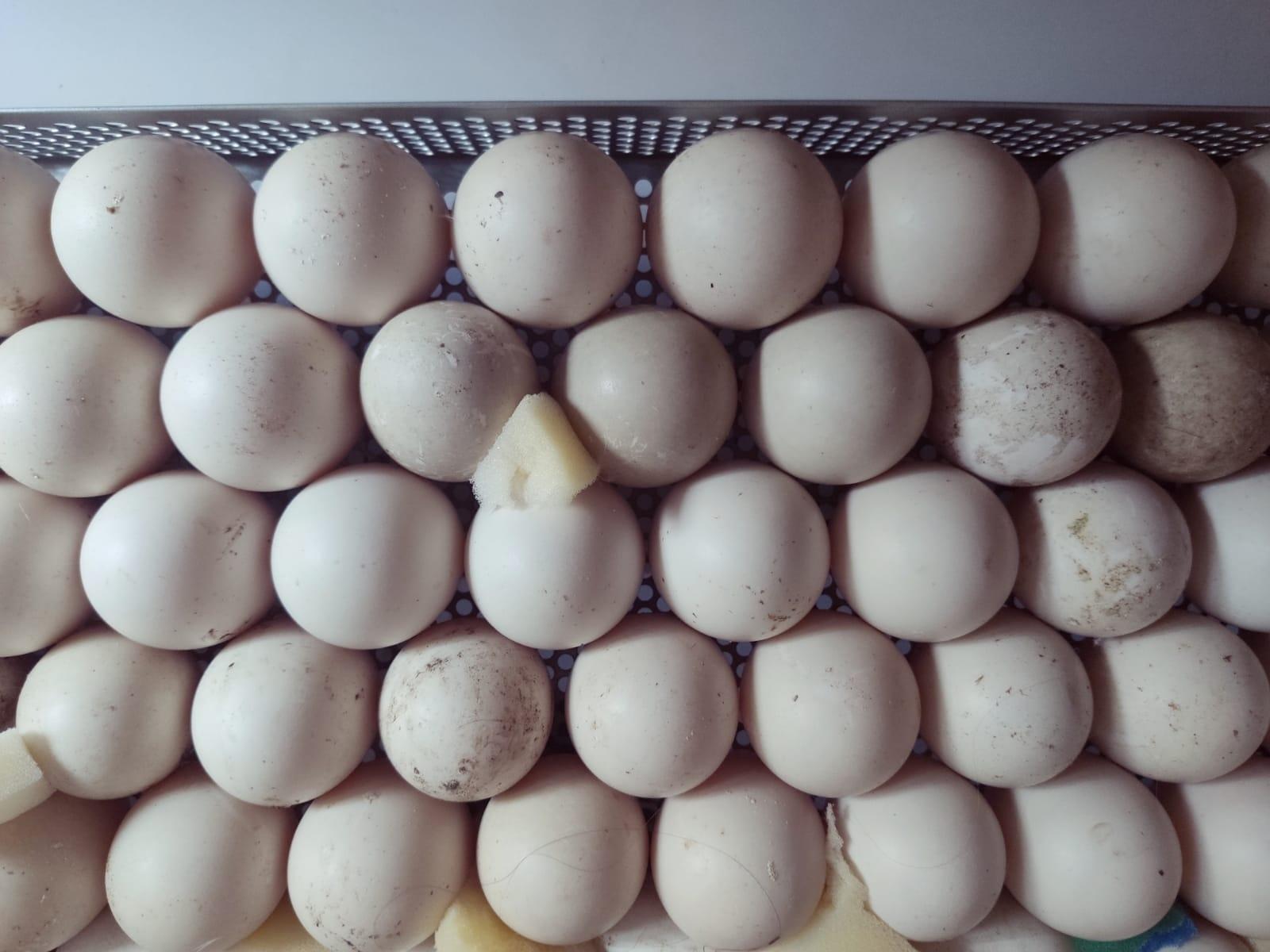Купить мускусных яйца инкубационные яйца. Яйцо индоутки инкубационное купить.