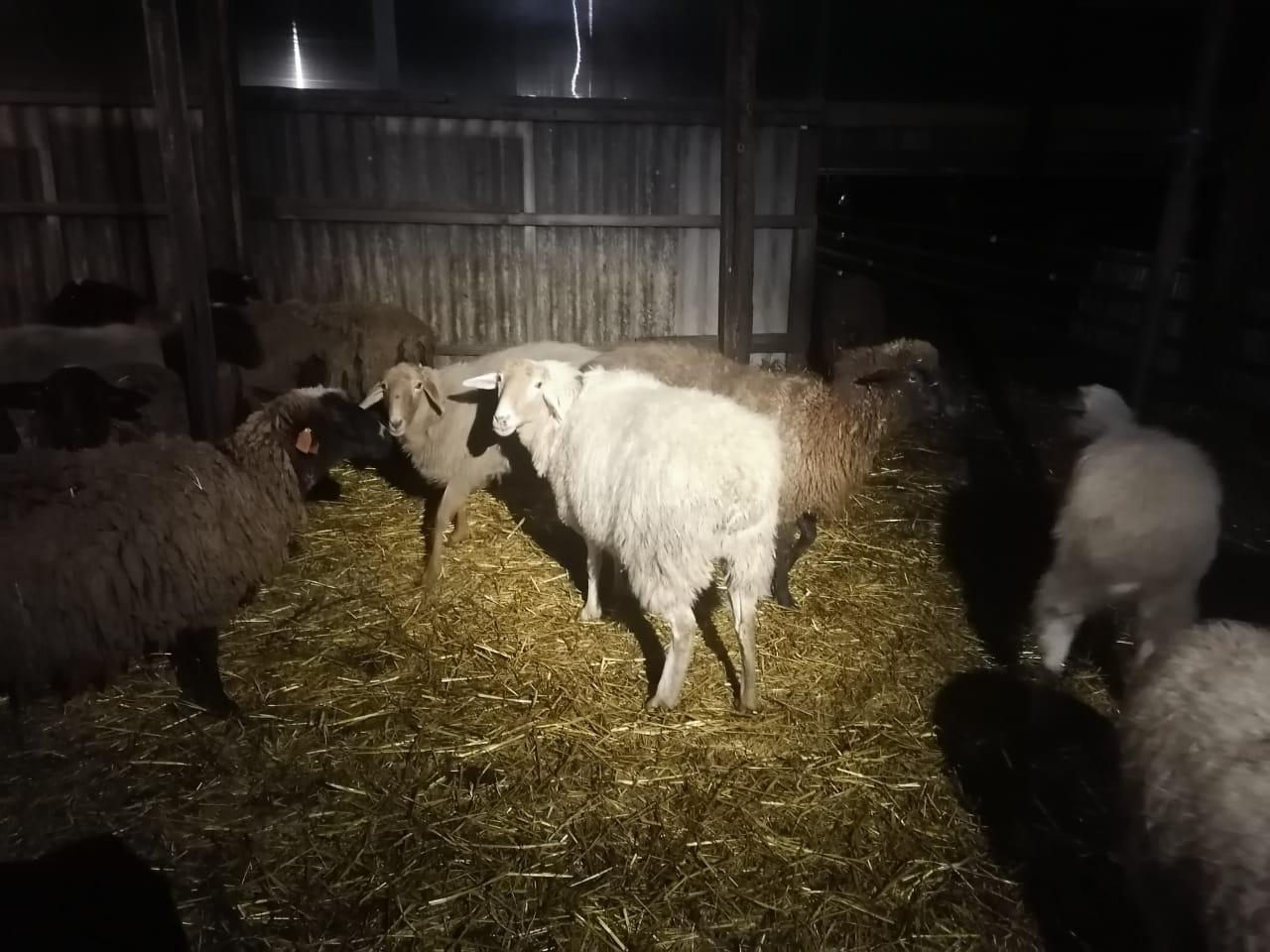 Овцы, бараны - фотография № 4