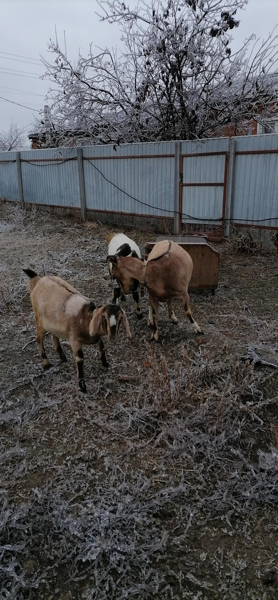 Нубийские козы 96.6% - фотография № 1