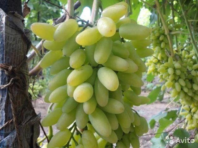 Сорта винограда для Курской области названия, фото, описание