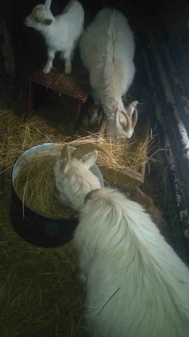 Заанинская коза и козлы - фотография № 1