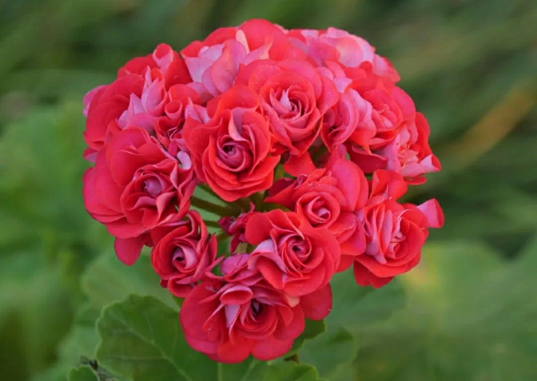 Пеларгония Rosebud Red